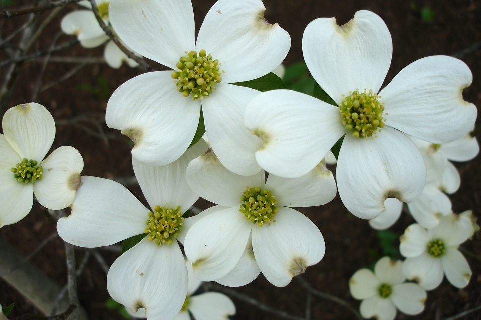 Dogwood Flowers